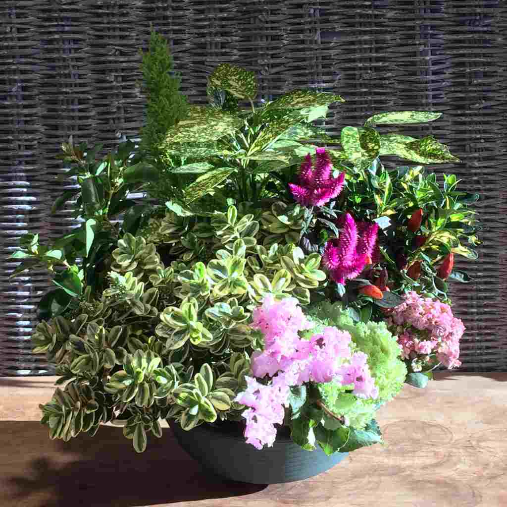 PFAssistance - Composition florale plante Samson PFAssistance - Composition florale plante Samson