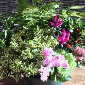 PFAssistance - Composition florale plante Samson