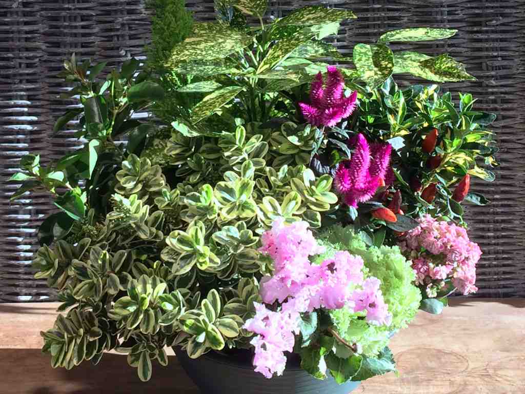 PFAssistance - Composition florale plante Samson PFAssistance - Composition florale plante Samson